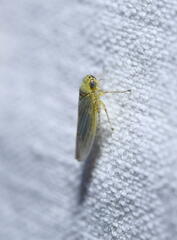 Macrosteles