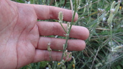 Chondrilla latifolia