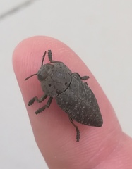 Capnodis tenebricosa