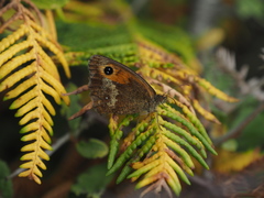Satyrinae