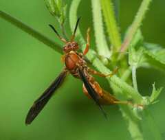 Polistes rubiginosus