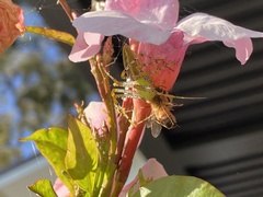Peucetia viridans