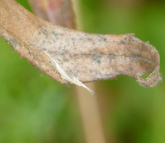 Plutella porrectella