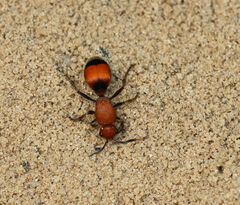 Dasymutilla bioculata