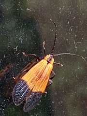 Calopteron terminale