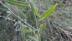 Chondrilla latifolia