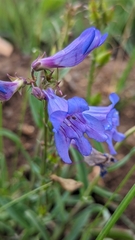 Penstemon leiophyllus