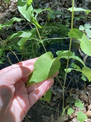 Symphyotrichum undulatum