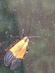 Calopteron terminale