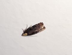 Agonopterix