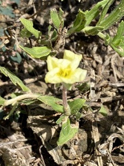 Oenothera laciniata