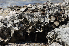 Crassostrea virginica