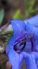 Penstemon leiophyllus