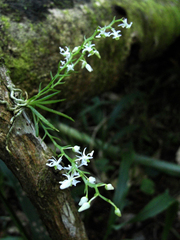 Phymatidium delicatulum