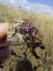 Araneus quadratus