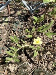 Oenothera laciniata