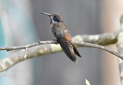 Colibri delphinae