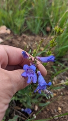 Penstemon leiophyllus