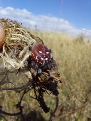 Araneus quadratus