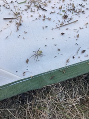 Argiope trifasciata