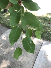 Amelanchier arborea