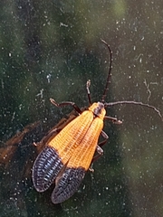 Calopteron terminale