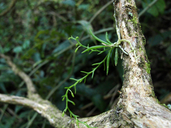 Phymatidium delicatulum