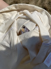 Coenonympha california