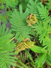 Desmanthus illinoensis