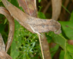 Plutella porrectella