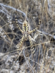 Argiope trifasciata