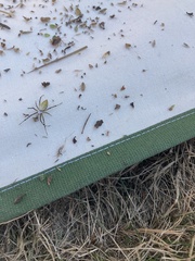 Argiope trifasciata