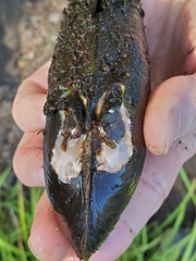 Unionidae