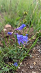 Penstemon leiophyllus