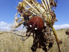 Araneus quadratus