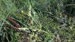 Silene latifolia alba