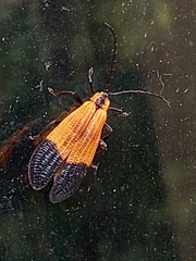 Calopteron terminale