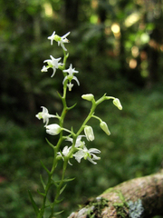 Phymatidium delicatulum