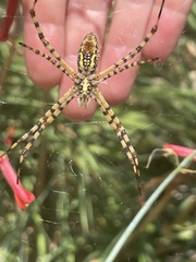 Argiope trifasciata