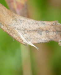 Plutella porrectella