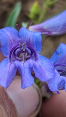 Penstemon leiophyllus