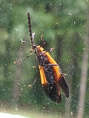 Calopteron terminale