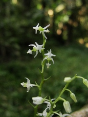 Phymatidium delicatulum