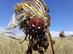 Araneus quadratus