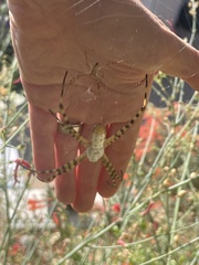 Argiope trifasciata