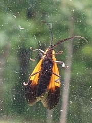 Calopteron terminale