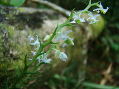 Phymatidium delicatulum