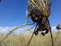 Araneus quadratus