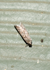 Pyralidae