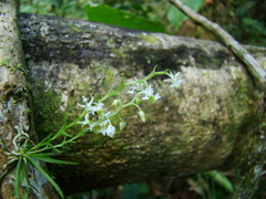 Phymatidium delicatulum